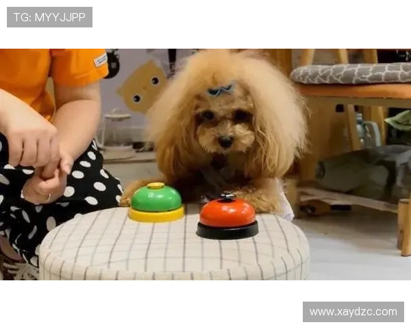 世界杯宠物狂欢:宠物们如何与主人一起享受足球盛宴 世界杯宠物狂欢:宠物们如何与主人一起享受足球盛宴